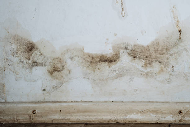 Best Forensic Mold Investigation  in Shrewsbury, PA